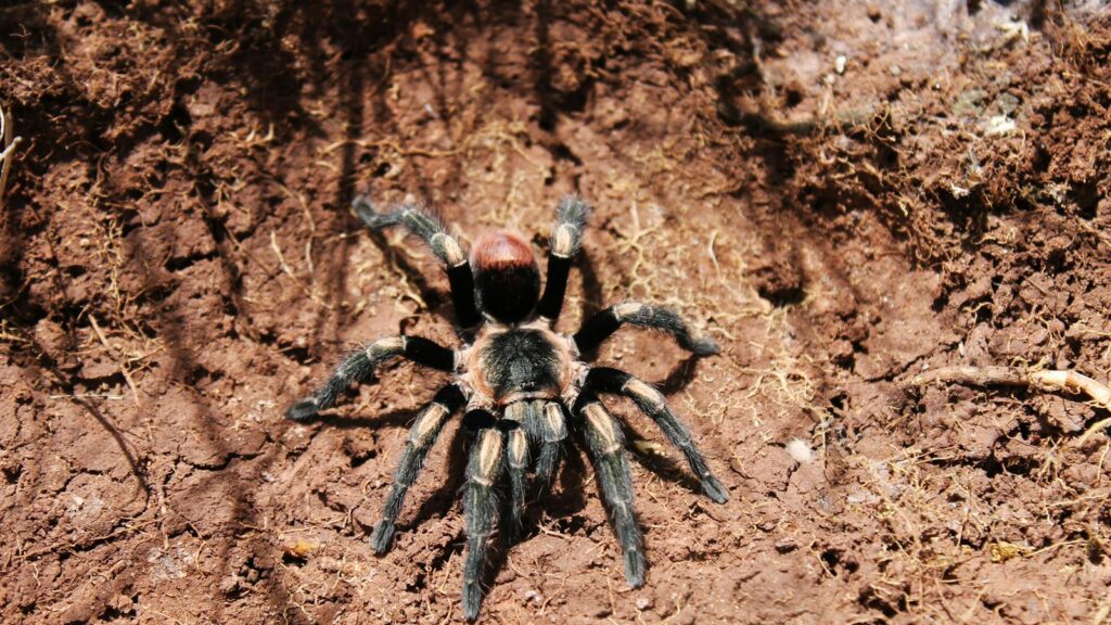 Tarantula on dry soil.