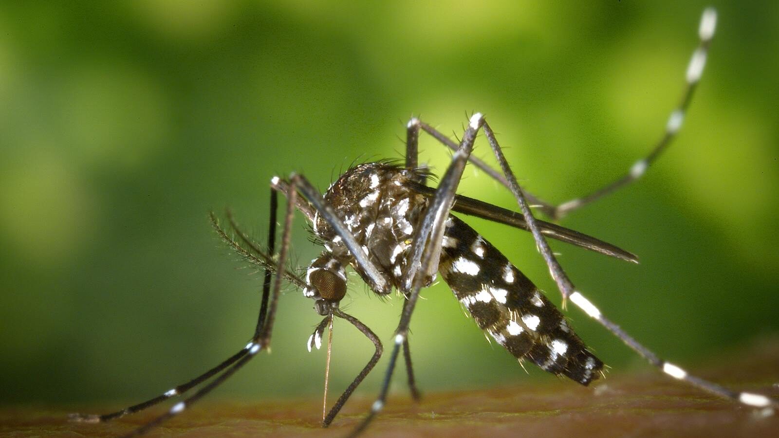 Asian tiger mosquito feeding close-up.