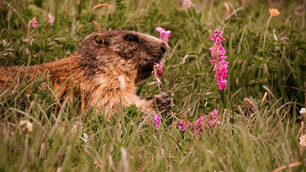 Marmot nibbling on wild pink flowers in a grassy meadow.