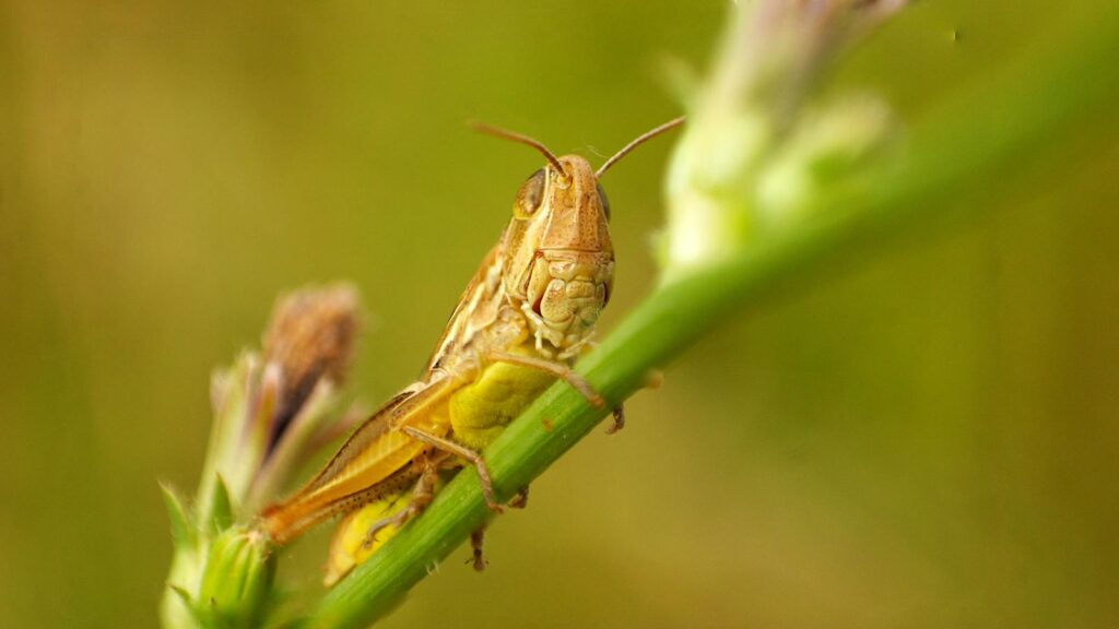 Brown and yellow grasshopper perched on a green plant stem with a soft, blurred background