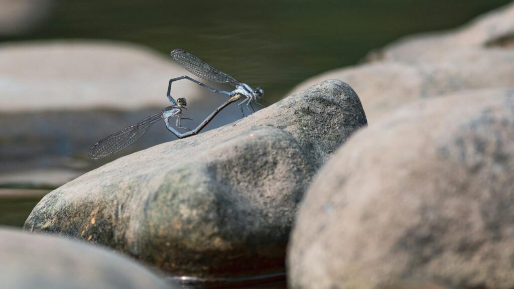 Mating damselflies on river rocks