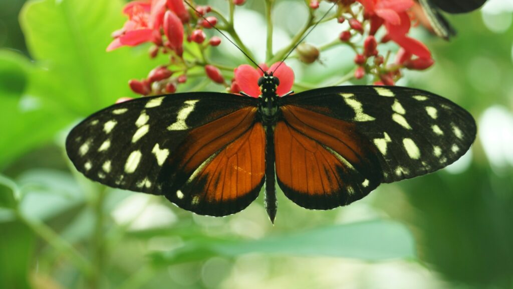 Black and orange butterfly with spotted wings perched on red flowers