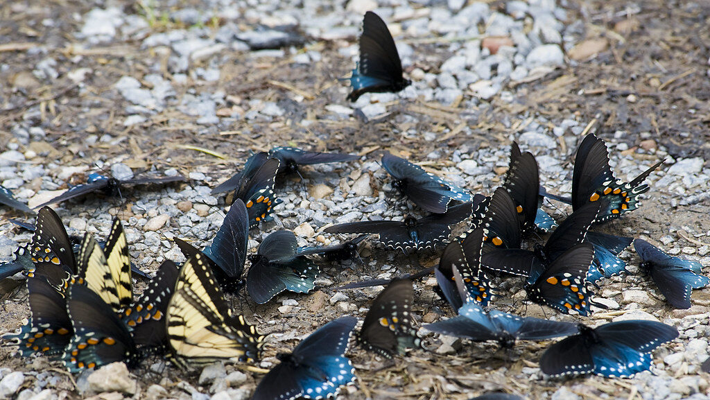 Group of butterflies, including black and yellow species, gathered on rocky soil