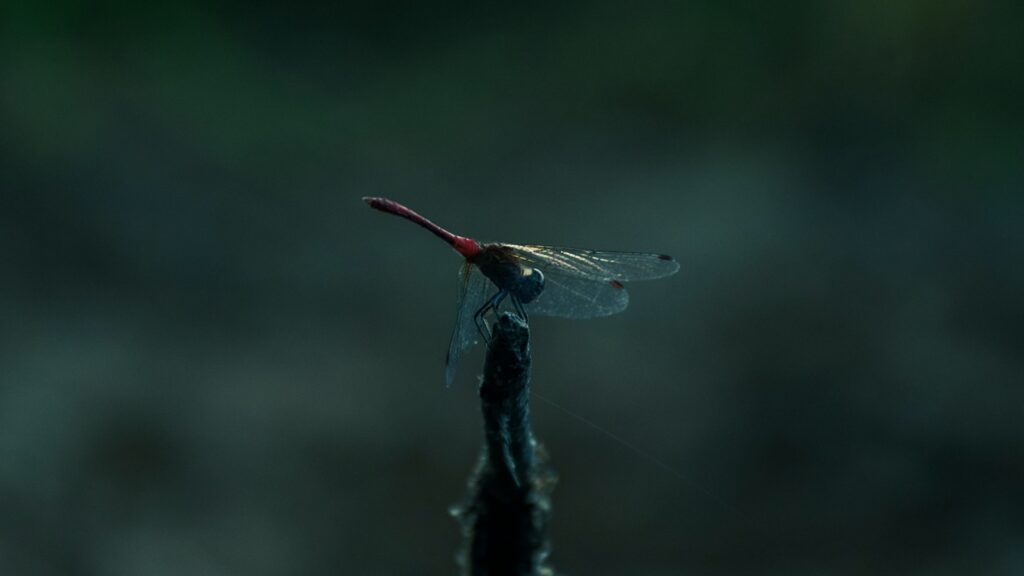 Dragonfly with red tail resting on a twig at dusk
