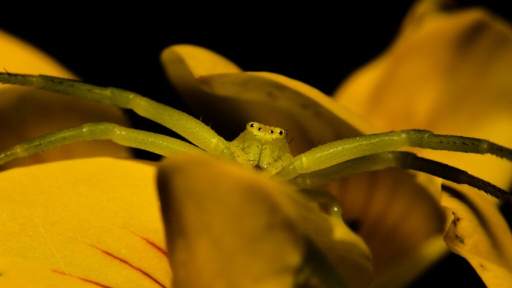 A green crab spider peeking out from between vibrant yellow flower petals