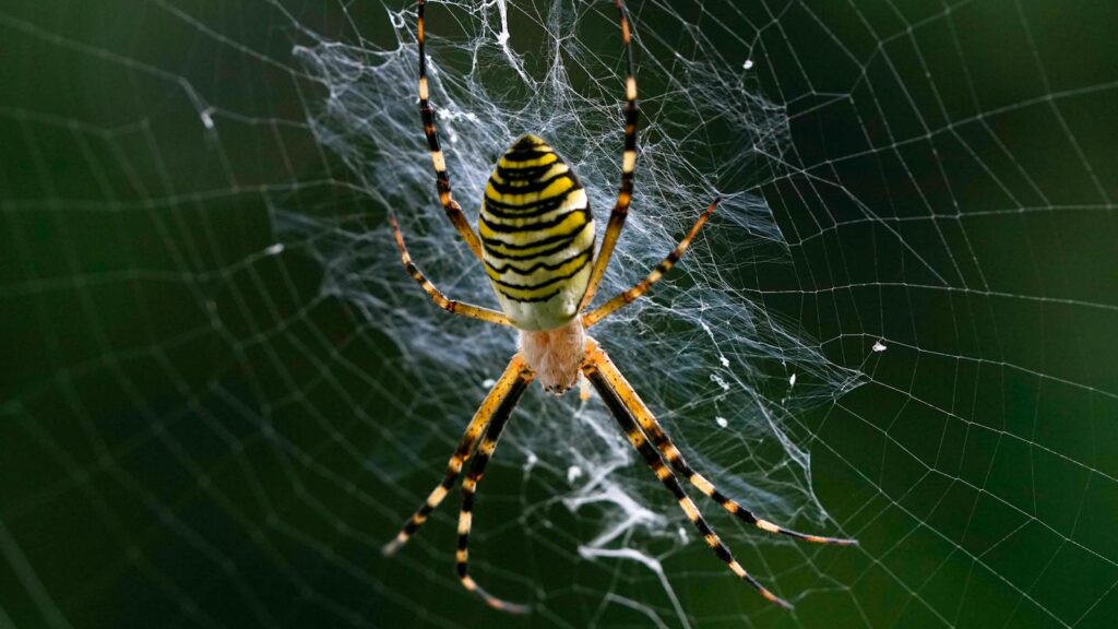 Wasp Spider Resting on Intricate Web