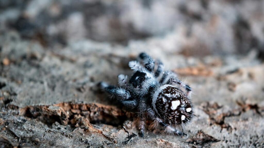 Fuzzy black and white jumping spider on tree bark.