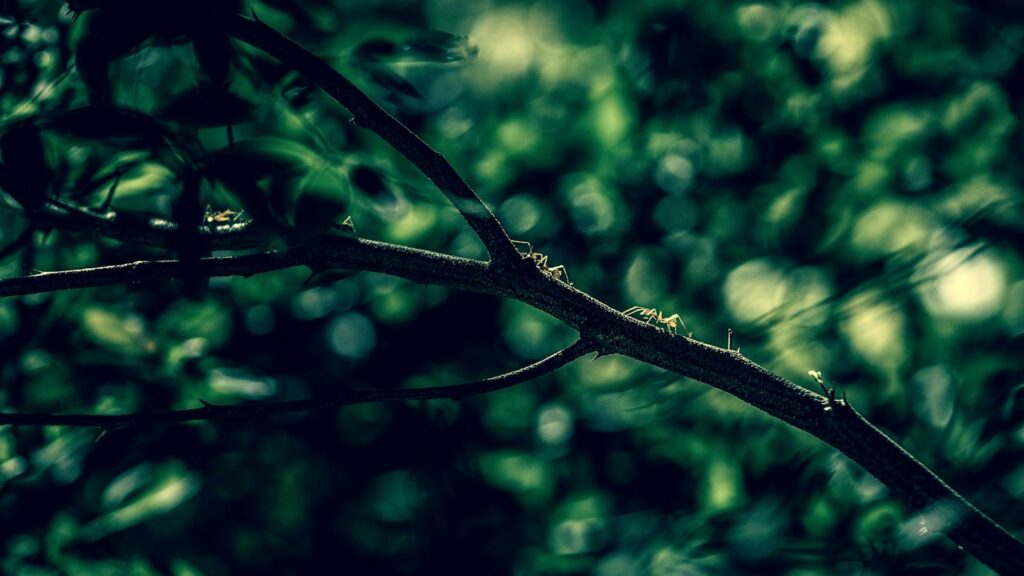 Ants on a Mission Across a Forest Branch
