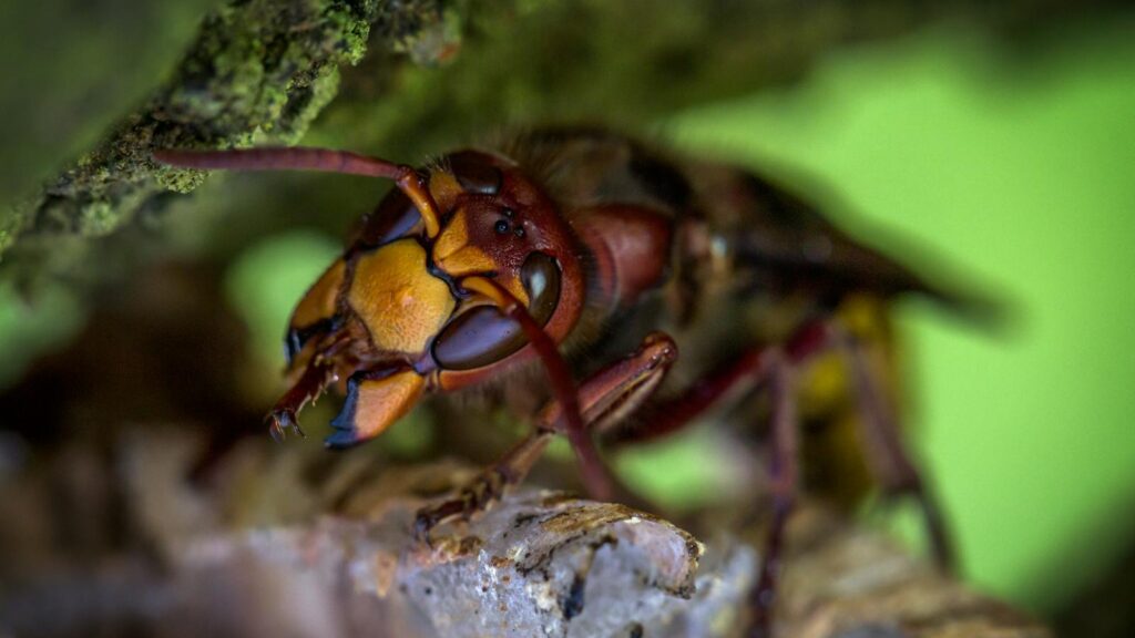 Close-up of a hornet with vivid yellow and brown markings