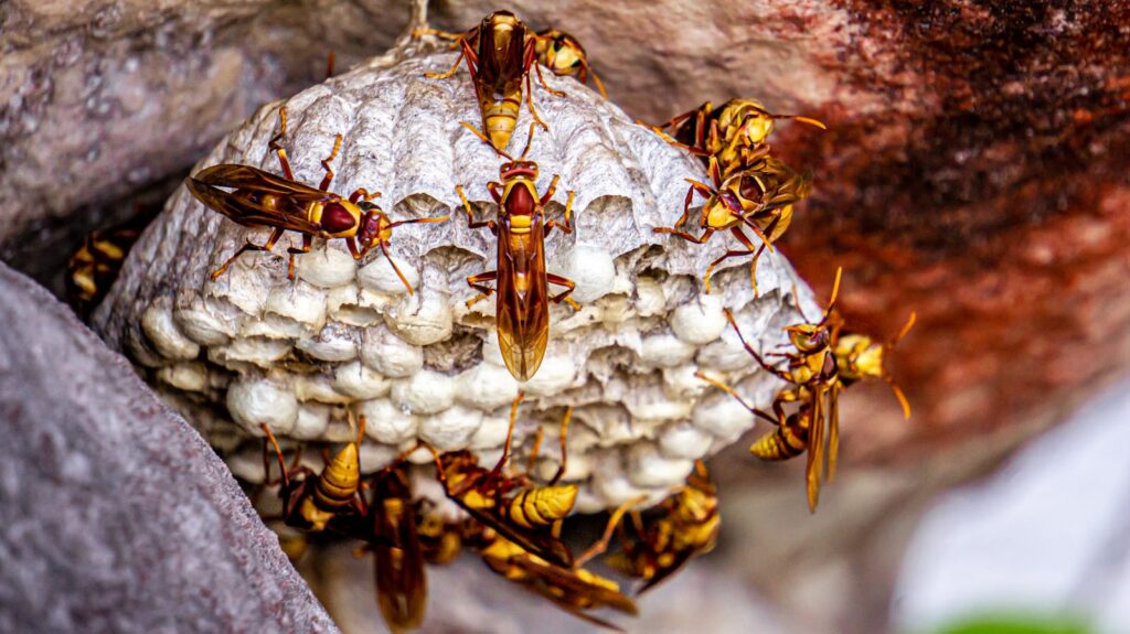Wasps guarding their nest on a rocky surface