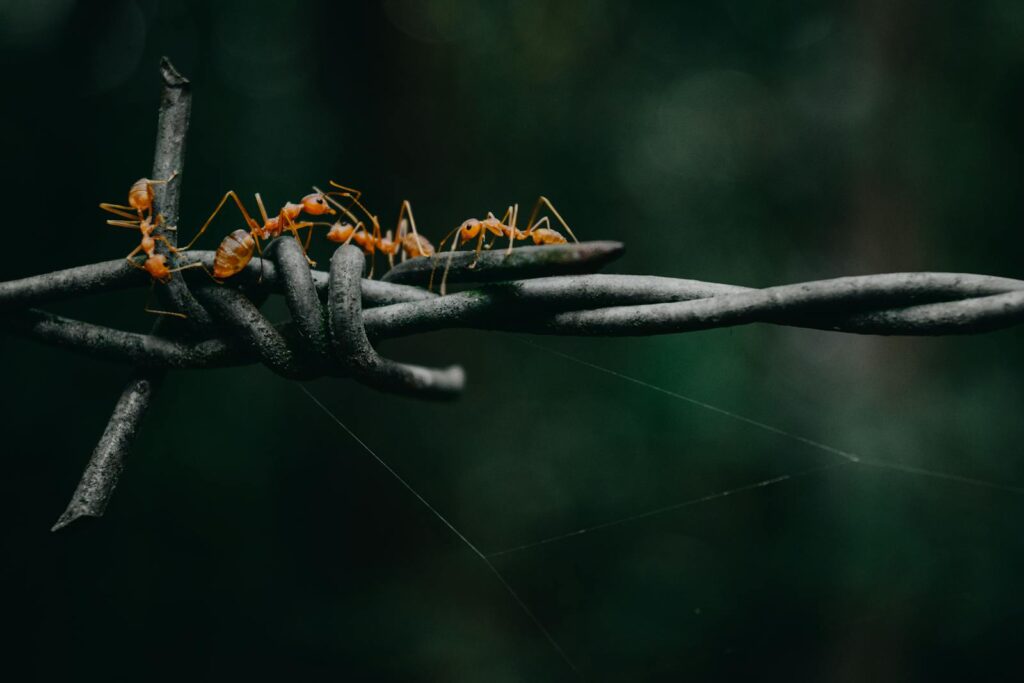 Close-up image of ants walking on barbed wire against a blurred natural background.