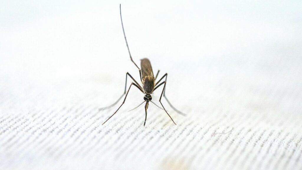 Mosquito on white fabric.