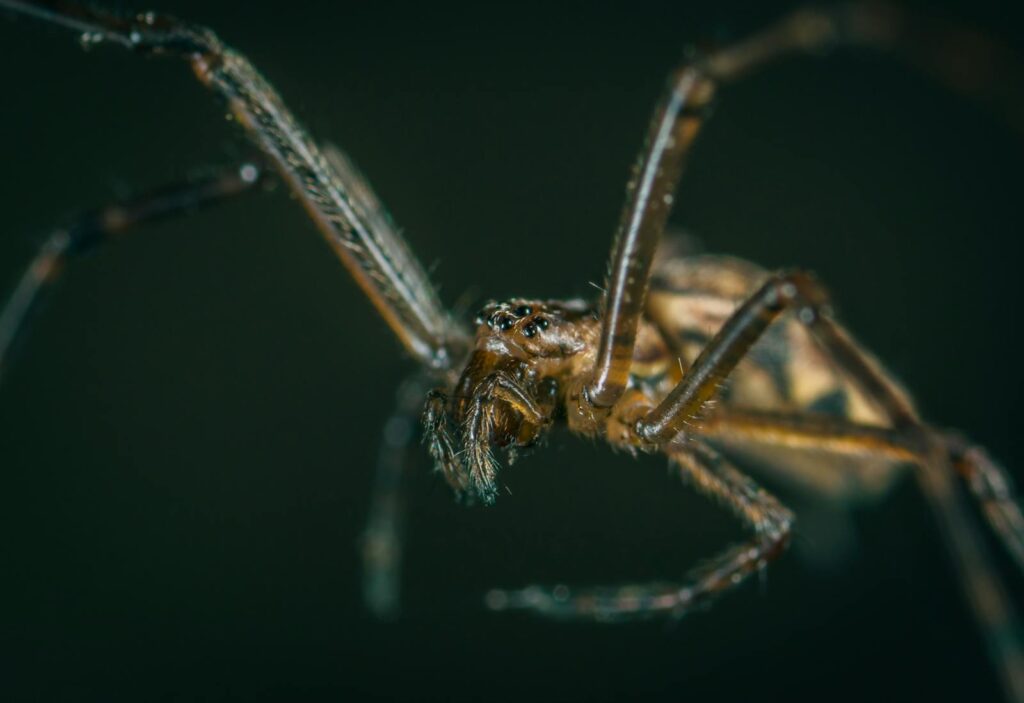 Close-up of a hairy spider with intricate details captured in a macro shot, showcasing its eerie features.