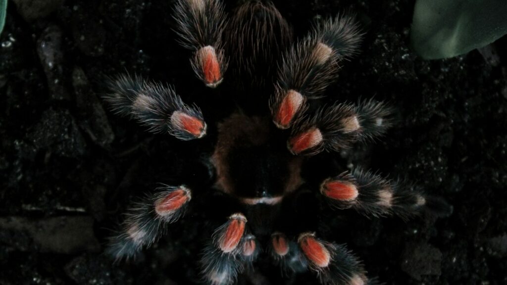 Mexican Red-Knee Tarantula with vibrant red joints on dark soil.