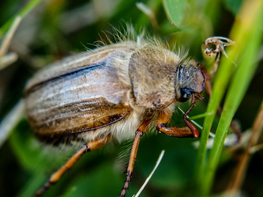 a close up of a bug on a plant