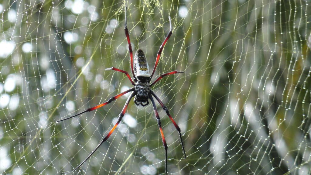 Golden silk orb-weaver spider on its web