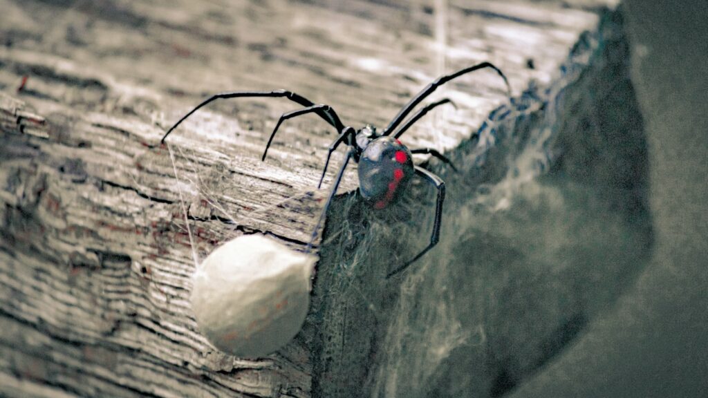 Black widow spider guarding egg sac on wood