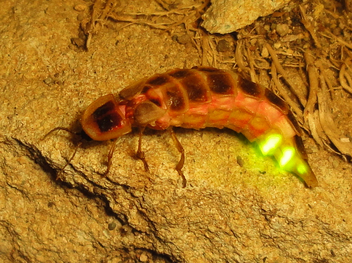 A glowing firefly larva on a rocky surface, with its bioluminescent segments emitting a bright green light from the lower abdomen