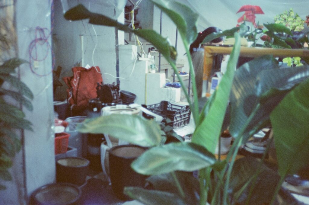Fast insect species being studied in scientific laboratories.