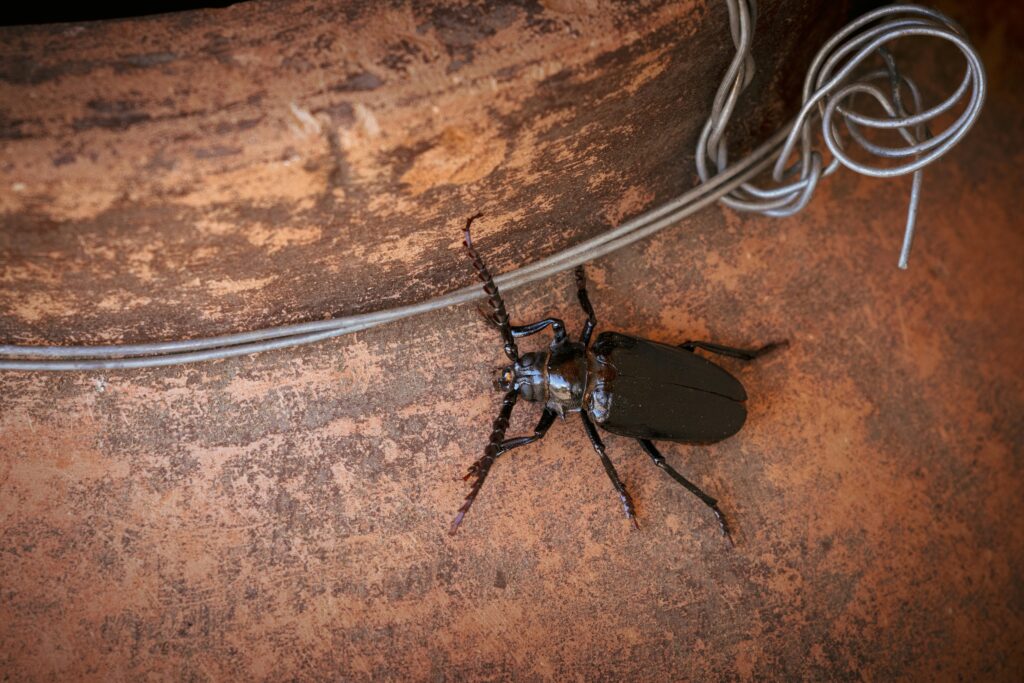 A well-maintained cockroach enclosure showing proper habitat setup.