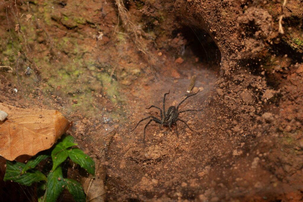 Giant huntsman spider inside a cave, stretched across the wall
