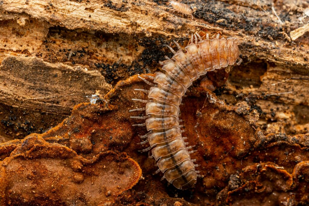Scientist examining fossil evidence that reshaped insect evolution.