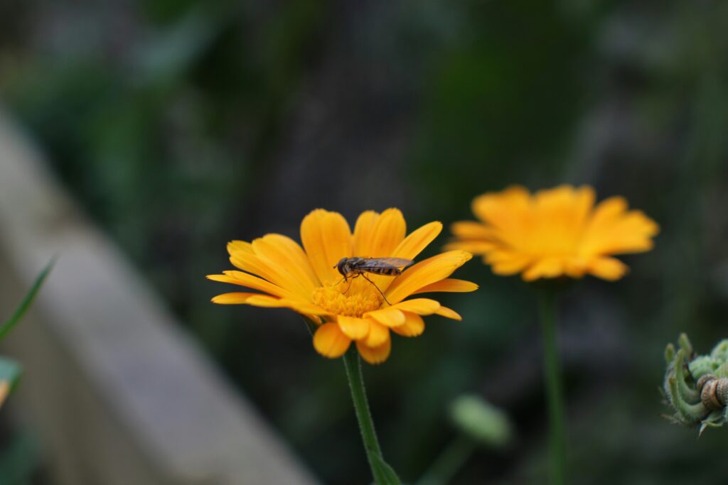 Calm insect benefiting from low-stress environment.