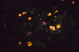How Fireflies Produce Light Without Heat – The Science of ...
