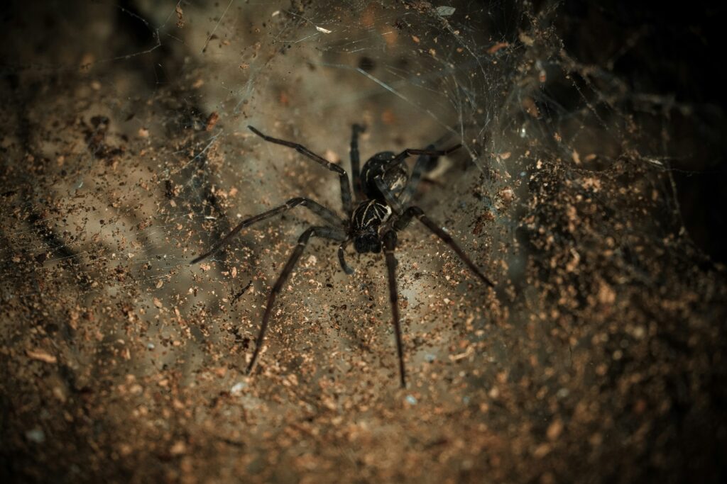 Different spider species known for making decoy burrows