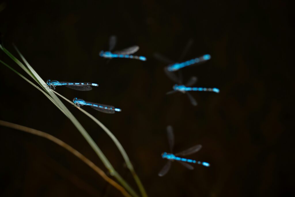 Bioluminescence producing light with almost no heat loss.