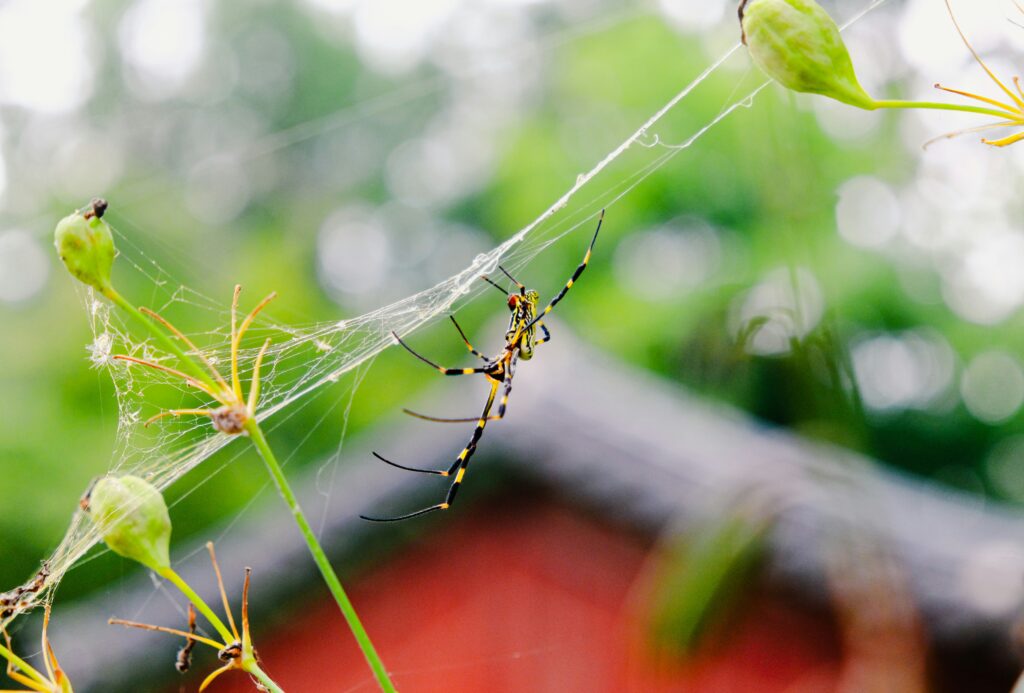 Spider in natural habitat contributing to ecological balance.