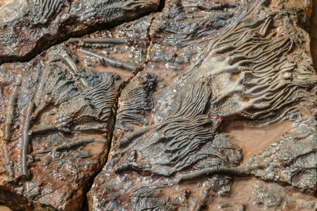 Fossil revealing detailed anatomy of an ancient insect species.