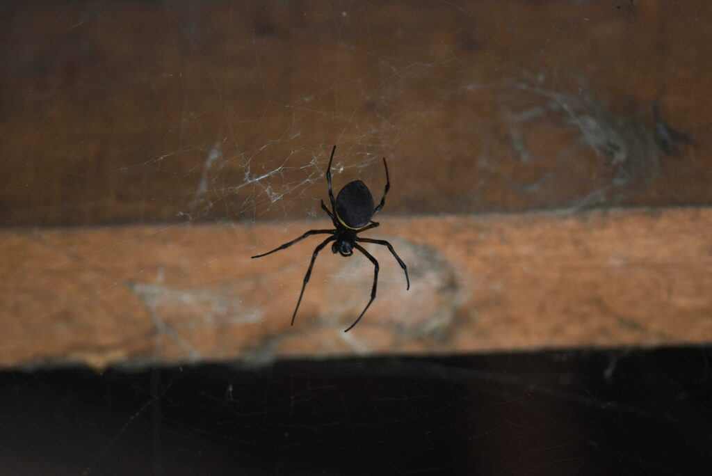 A person gently placing a tarantula back into its enclosure using calm and steady hands