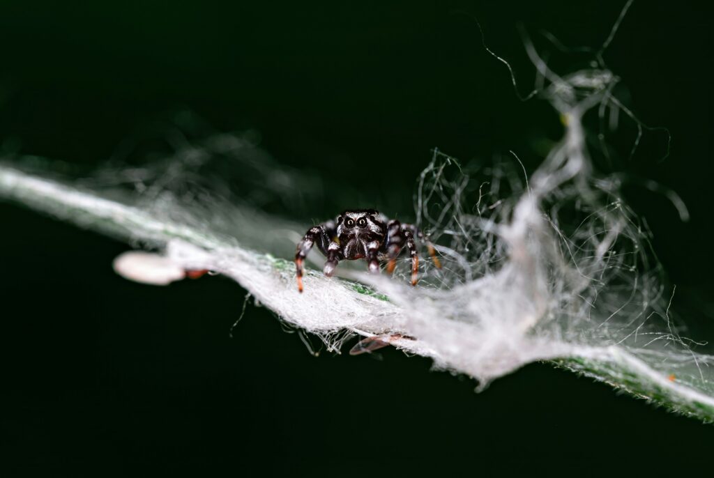 Spider investing energy into decoy burrow for better survival