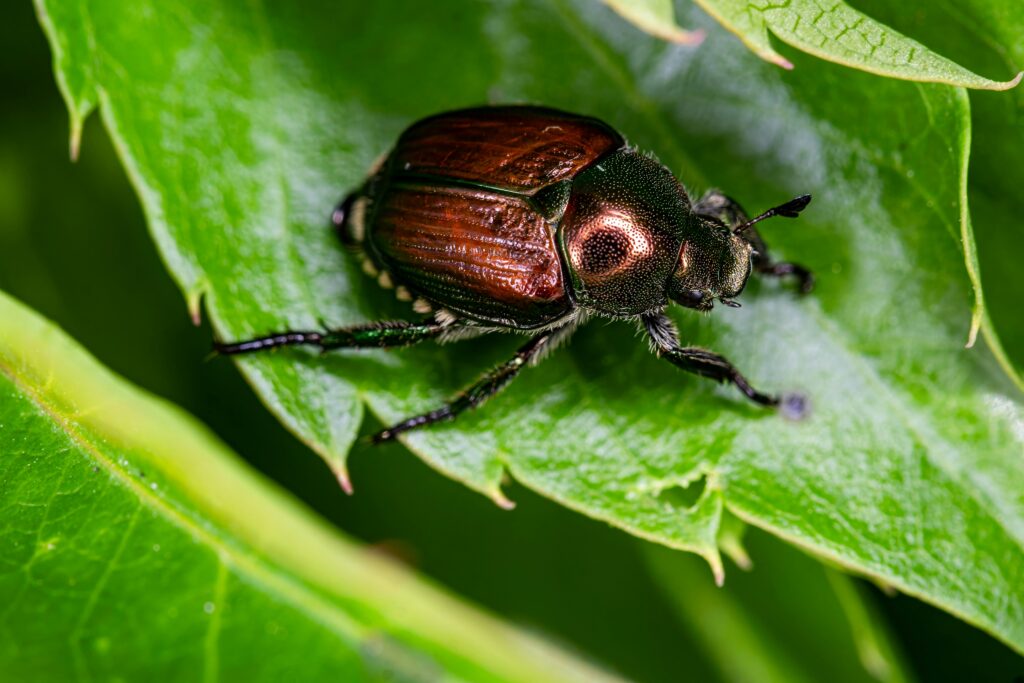 Ground beetle defending itself with chemical spray or speed.