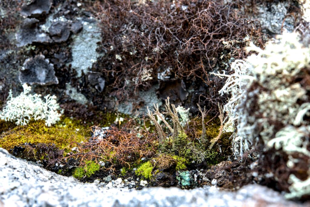 Moss carpeting the floor of an insect enclosure, creating a naturalistic environment.
