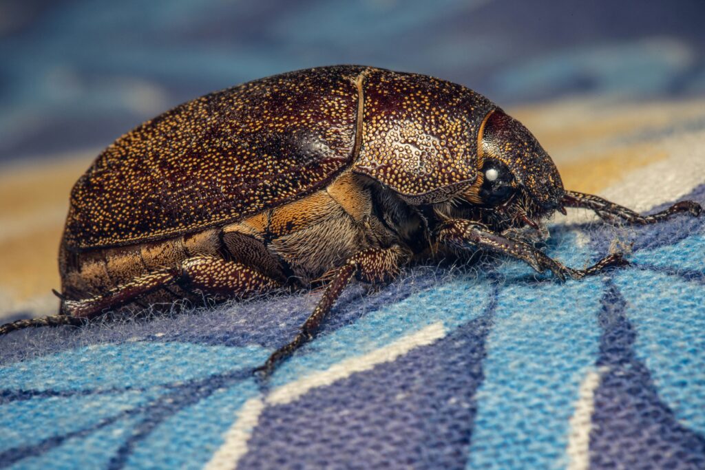 A Madagascar hissing cockroach showcasing its unique charm.