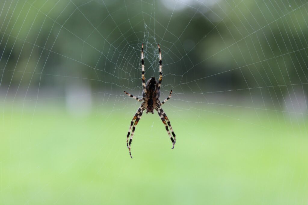 Scientific study measuring the world's fastest spider strike.