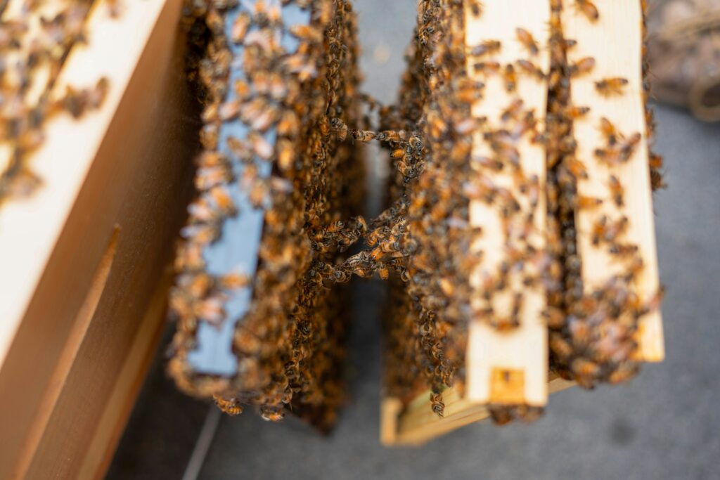 Honeybee hive showing perfect hexagonal structures.