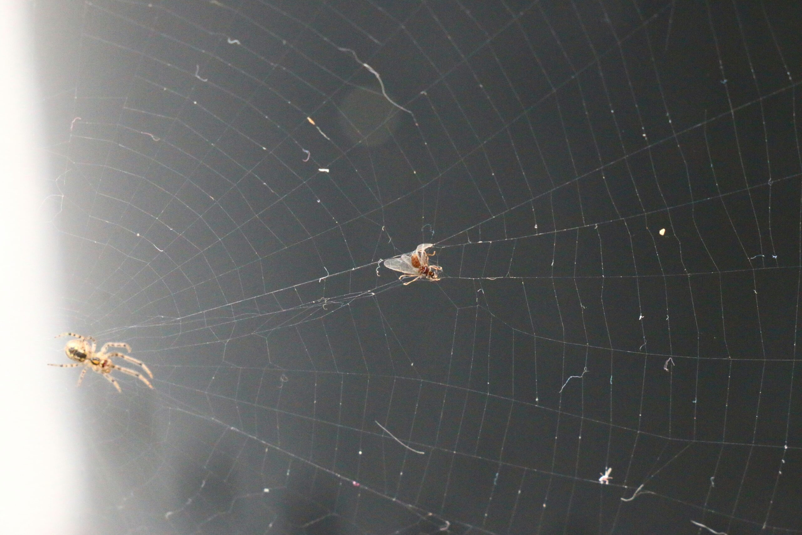 A funnel-web spider displaying fangs in defensive posture