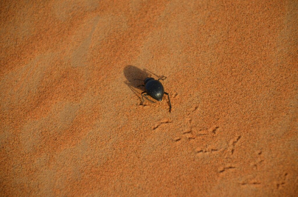 Ground beetle adapted to survive harsh desert conditions.