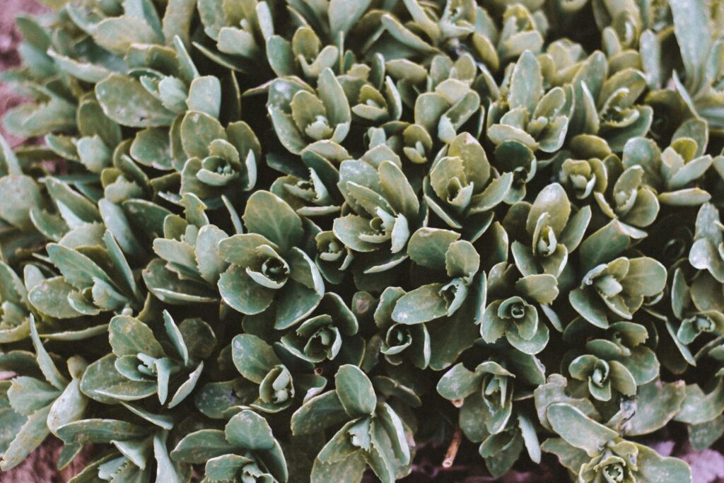 Succulent plants adding a minimalist touch to an insect enclosure.