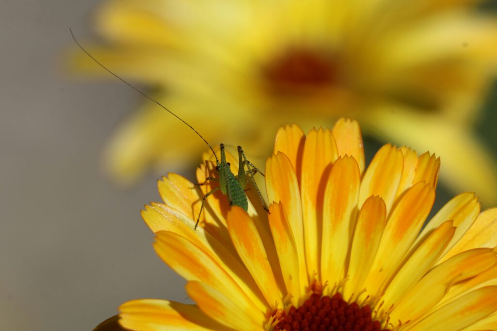 Cricket perched on a surface, known for its distinct musical chirps.