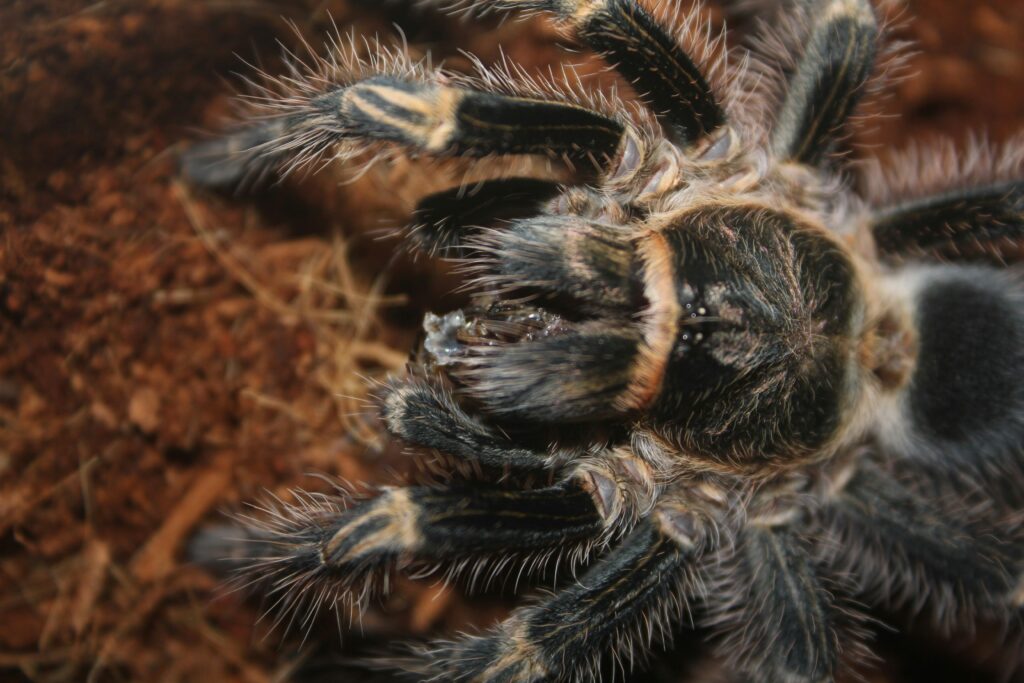 Close-up of a tarantula kicking urticating hairs with a warning gesture, highlighting defensive behavior