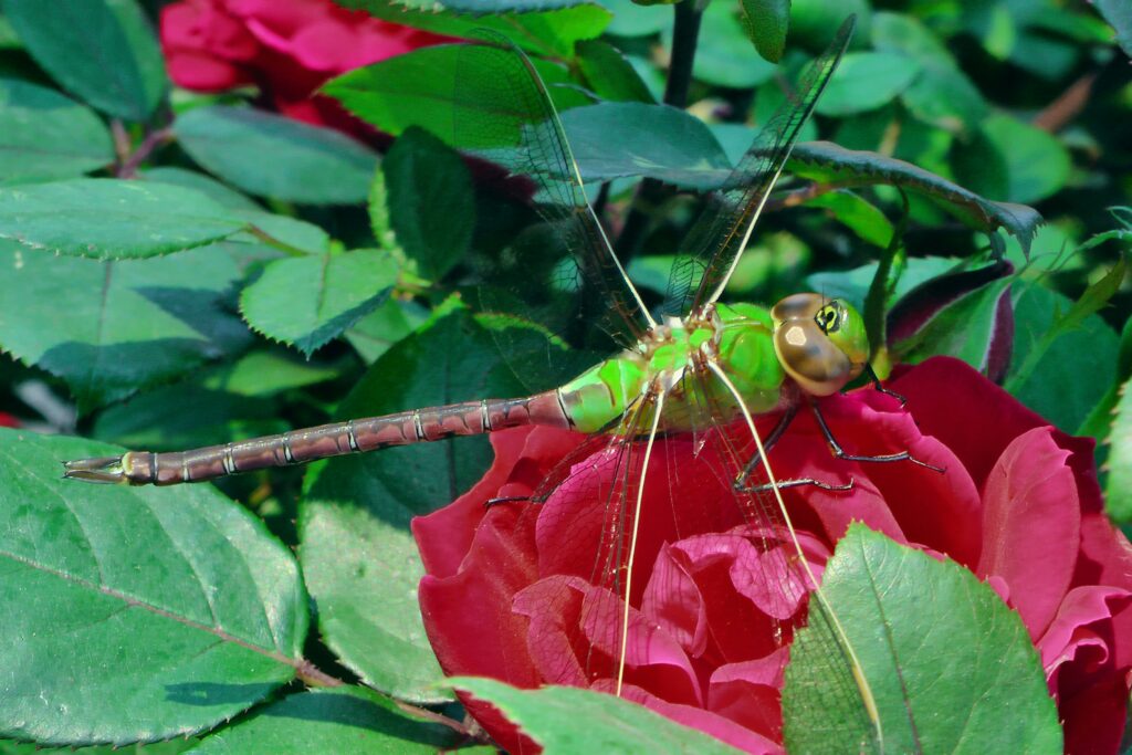 Thorn bug perfectly mimicking a plant thorn.