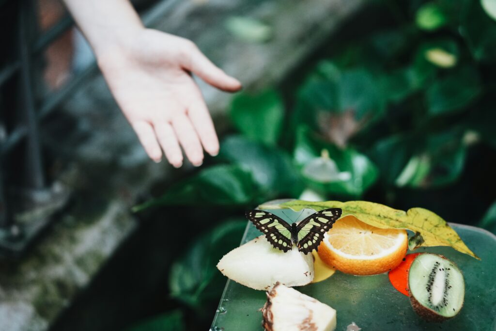 Entomologist studying leaf insect behavior for future discoveries.