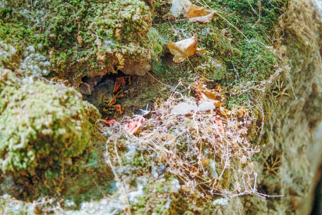 Fake burrow used as an evolutionary survival strategy