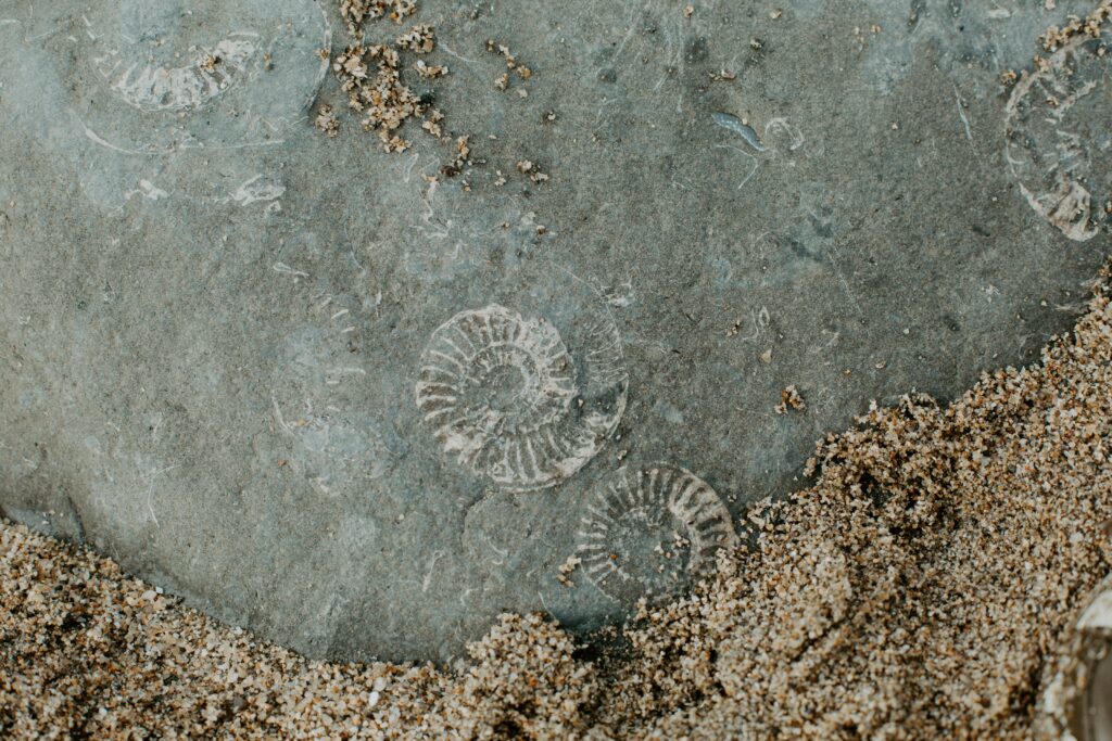 Delicate fossil structure highlighting preservation difficulties.