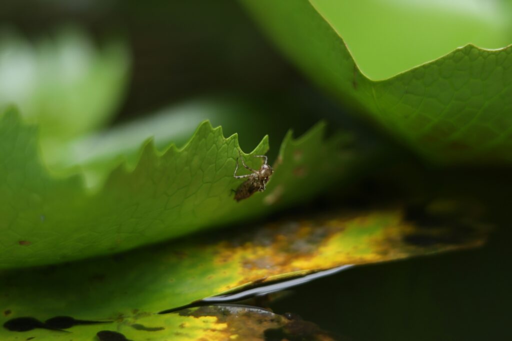 Leaf insect in its natural tropical forest environment.
