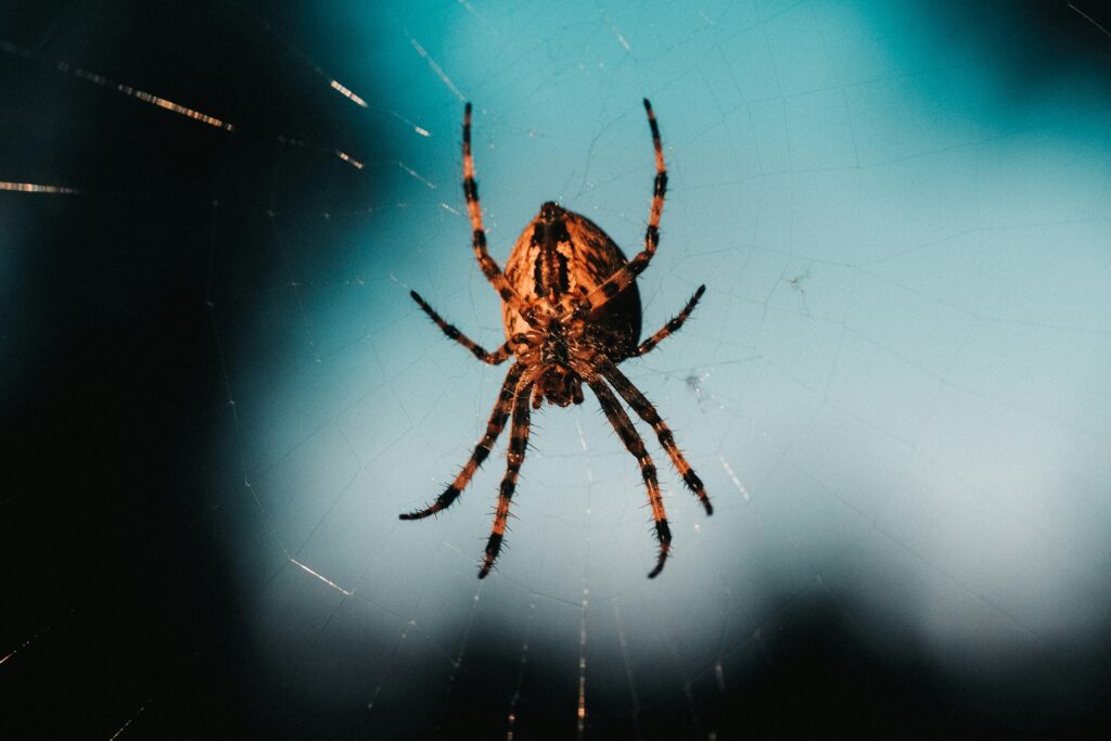 Scientists studying spider strike speeds for biomimicry.
